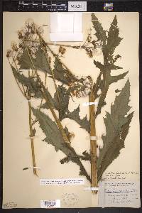 Erechtites hieraciifolius var. hieraciifolius image