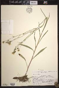 Crepis tectorum image