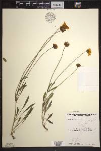 Coreopsis lanceolata image