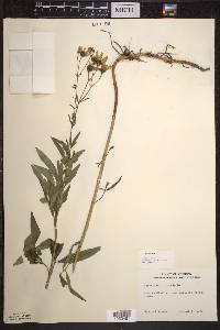 Coreopsis tripteris image