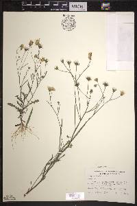 Crepis tectorum image