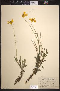 Coreopsis lanceolata image