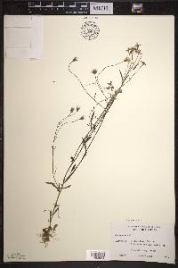 Crepis tectorum image