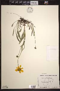 Coreopsis lanceolata image