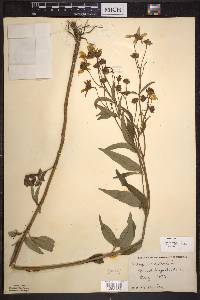 Coreopsis tripteris image