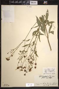 Coreopsis tripteris image