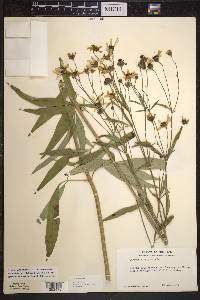 Coreopsis tripteris image