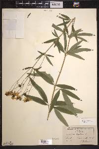 Coreopsis tripteris image