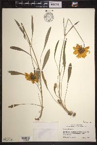 Coreopsis lanceolata image