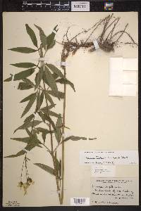 Coreopsis tripteris image