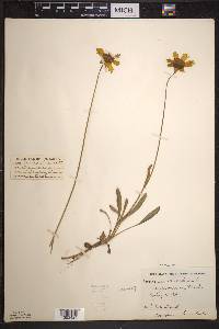 Coreopsis lanceolata image