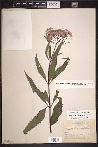 Eutrochium maculatum var. maculatum image