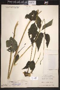 Heliopsis helianthoides subsp. helianthoides image