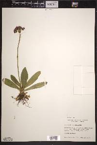 Hieracium aurantiacum image