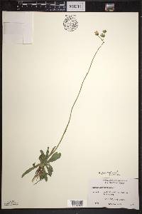 Hieracium piloselloides image