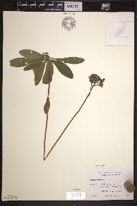 Hieracium aurantiacum image