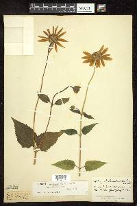 Heliopsis helianthoides subsp. helianthoides image