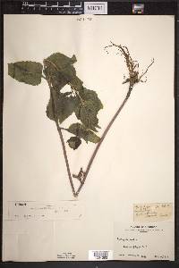 Heliopsis helianthoides subsp. occidentalis image