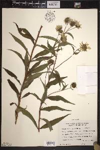 Helianthus giganteus image