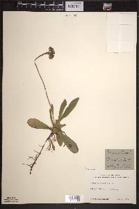 Hieracium aurantiacum image