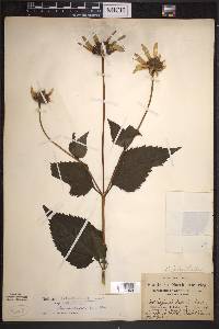 Heliopsis helianthoides subsp. helianthoides image