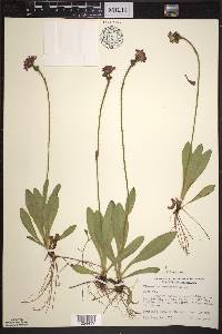 Hieracium aurantiacum image