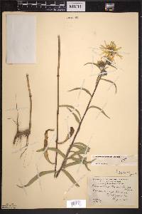 Helianthus maximiliani image