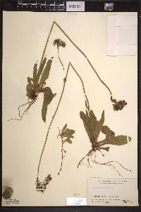 Hieracium aurantiacum image