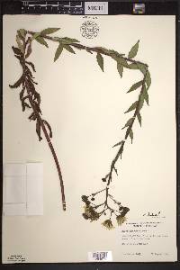 Hieracium kalmii image