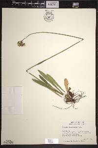 Hieracium piloselloides image