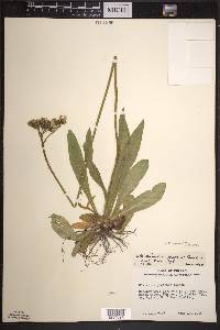 Hieracium caespitosum image