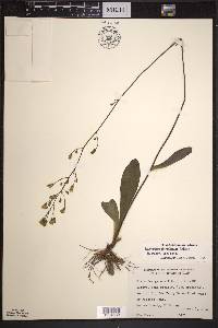 Hieracium gronovii image
