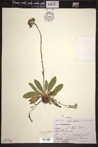 Hieracium aurantiacum image