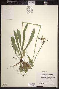 Hieracium piloselloides image