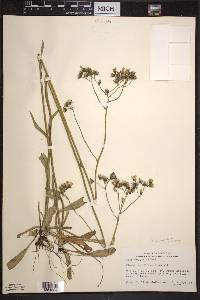 Hieracium piloselloides image