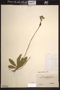 Hieracium aurantiacum image