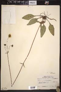 Helianthus occidentalis image