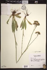 Hieracium caespitosum image