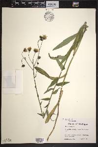 Hieracium kalmii image