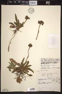 Hieracium aurantiacum image