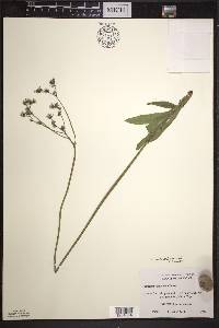 Hieracium piloselloides image