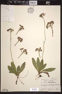 Hieracium aurantiacum image