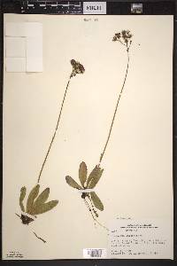 Hieracium aurantiacum image