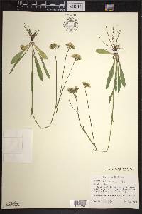 Hieracium piloselloides image