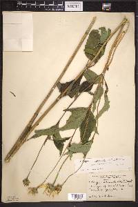 Heliopsis helianthoides subsp. helianthoides image