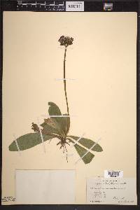 Hieracium aurantiacum image