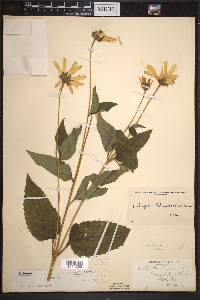 Heliopsis helianthoides subsp. helianthoides image