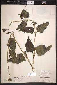 Heliopsis helianthoides subsp. helianthoides image