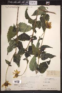Heliopsis helianthoides subsp. helianthoides image
