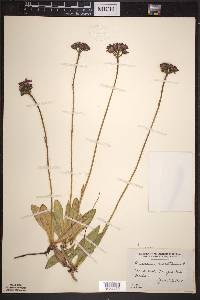 Hieracium aurantiacum image